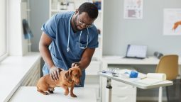 What’s Involved in a Comprehensive Pet Check-Up?