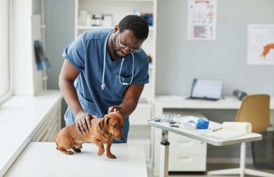 What’s Involved in a Comprehensive Pet Check-Up? What’s Involved in a Comprehensive Pet Check-Up?