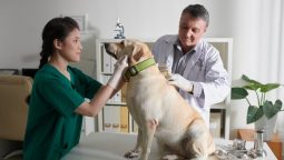 How Often Should Your Pet Have a Wellness Exam?