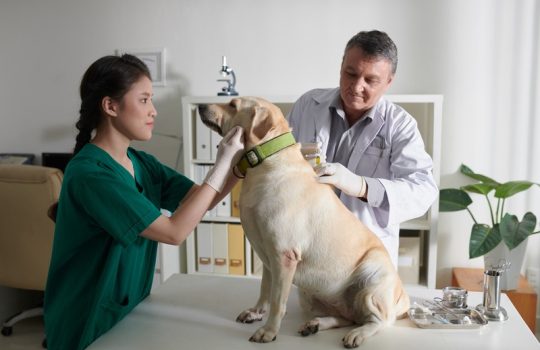 How Often Should Your Pet Have a Wellness Exam?