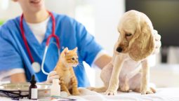 Why Are Regular Wellness Exams Crucial for Pets?