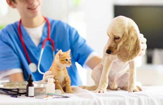 Why Are Regular Wellness Exams Crucial for Pets?