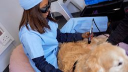 What Types of Conditions Do Veterinarians Treat With Cold Laser Therapy? What Types of Conditions Do Veterinarians Treat With Cold Laser Therapy?