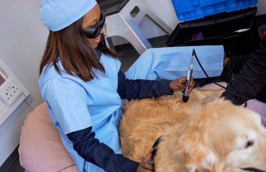 What Types of Conditions Do Veterinarians Treat With Cold Laser Therapy?