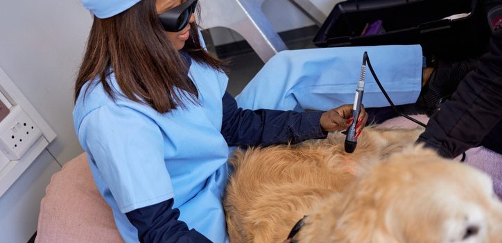 What Types of Conditions Do Veterinarians Treat With Cold Laser Therapy?