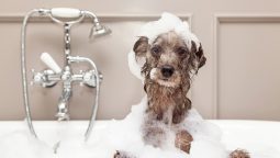 What Are the Benefits of Professional Grooming for Your Pet?