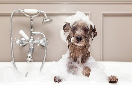 What Are the Benefits of Professional Grooming for Your Pet? What Are the Benefits of Professional Grooming for Your Pet?