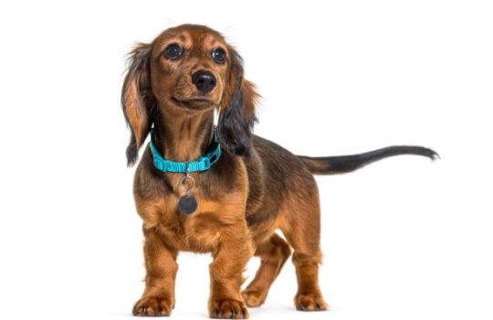 What Is the Best Age to Enroll in Dog Wellness Plans?