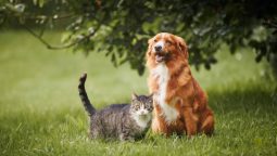 When is Vet Surgery Necessary for My Pet’s Health?