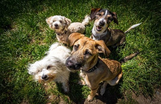 What’s Involved in a Veterinary Check-up? What’s Involved in a Veterinary Check-up?