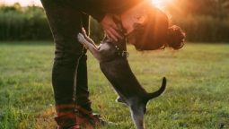 What Services Do Pet Hospitals Offer for Your Furry Friends?
