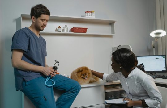 What to Do if Your Pet Gets Anxious When Visiting the Vet