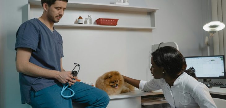 What to Do if Your Pet Gets Anxious When Visiting the Vet