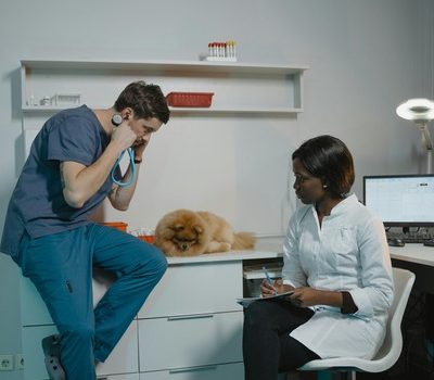 How Should You Prepare Your Pet for a Vet Visit?