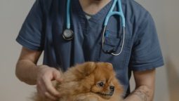 When Should I Take My Pet to an Emergency Animal Hospital?