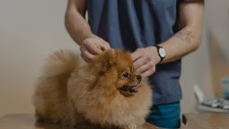 How Do You Recognize Pet Emergencies That Need a Vet’s Attention?