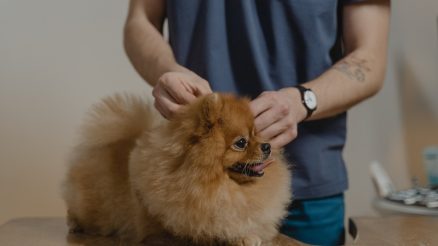 How Do You Recognize Pet Emergencies That Need a Vet’s Attention?