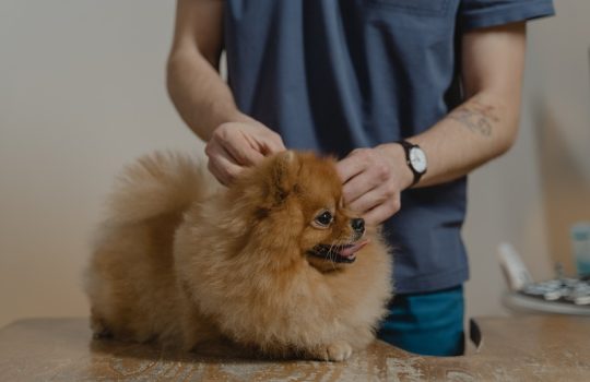 How Do You Recognize Pet Emergencies That Need a Vet’s Attention?