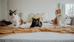 Why Does Your Pet Need Regular Health Check-ups?