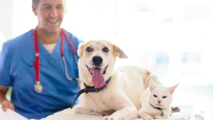 How Quickly Can Pets Recover with Cold Laser Therapy?