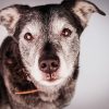 What Pain Relief Options Exist for Senior Pets?