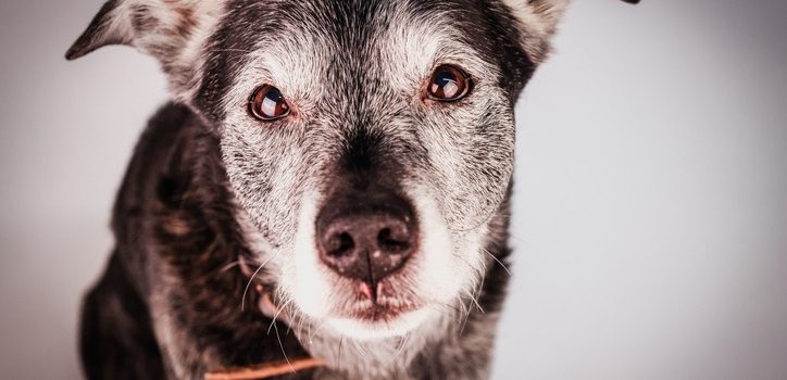 What Pain Relief Options Exist for Senior Pets?