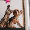 How to Choose the Right Surgeon for Your Pet