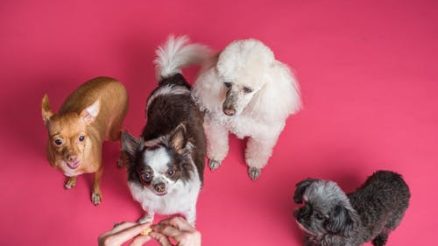 Why Might Your Vet Recommend Specialty Diagnostic Tests?