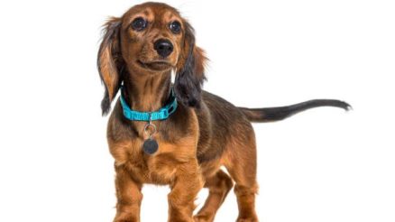 What Is the Best Age to Enroll in Dog Wellness Plans?