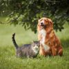 When is Vet Surgery Necessary for My Pet’s Health?