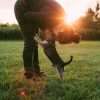 What Services Do Pet Hospitals Offer for Your Furry Friends?