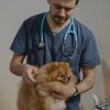 When Should I Take My Pet to an Emergency Animal Hospital?