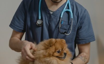 When Should I Take My Pet to an Emergency Animal Hospital?