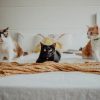 Why Does Your Pet Need Regular Health Check-ups?