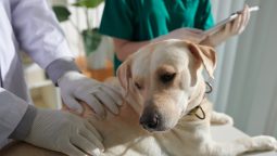 Can Holistic and Traditional Vet Care Combine?