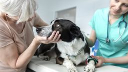 How Can I Prepare My Pet for a Senior Wellness Exam?