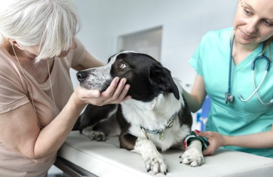 How Can I Prepare My Pet for a Senior Wellness Exam?