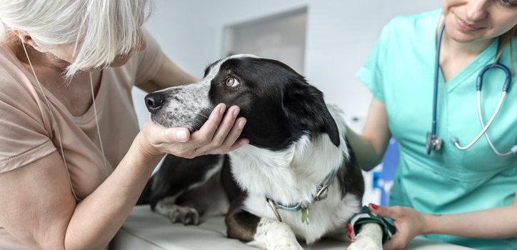 How Can I Prepare My Pet for a Senior Wellness Exam?