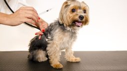 What Internal Illnesses in Pets Can Vaccines Prevent?