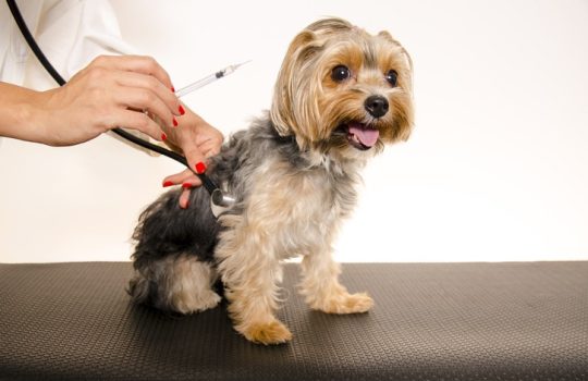 What Internal Illnesses in Pets Can Vaccines Prevent?