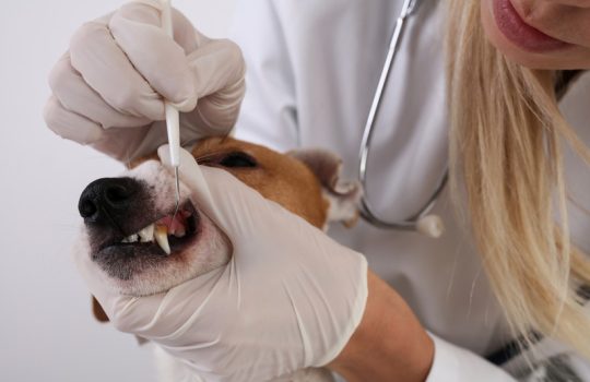 When Should Your Pet Get Dental Cleaning?