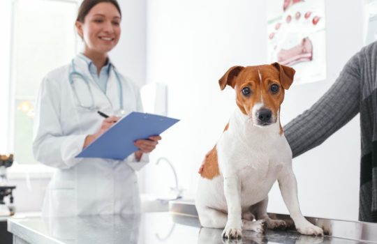 Why Spaying or Neutering Your Pet Is Vital for Health