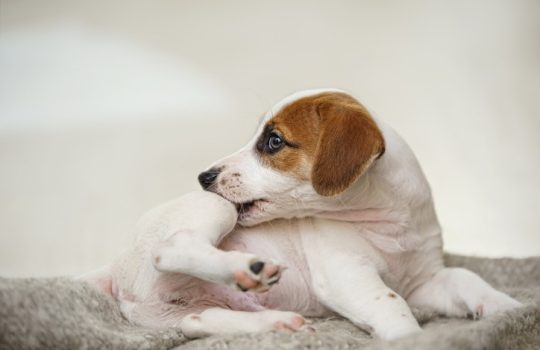 What to Expect After Your Pet’s Allergy Diagnosis? What to Expect After Your Pet’s Allergy Diagnosis?