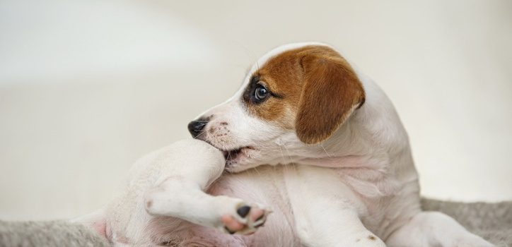 What to Expect After Your Pet’s Allergy Diagnosis?