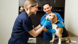 What Pre-Surgery Tests Detect Allergies in Pets?