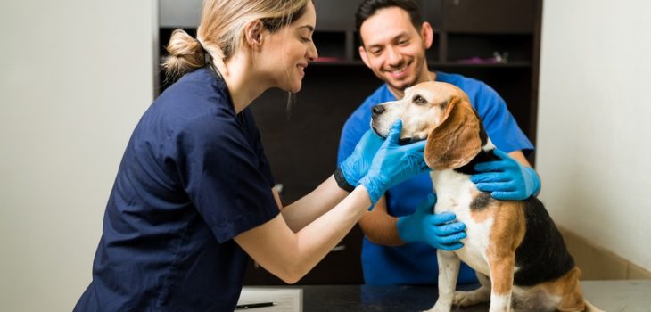 What Pre-Surgery Tests Detect Allergies in Pets?