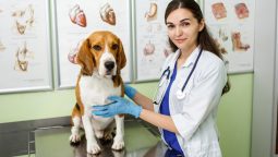 What Are Common Post-Surgery Complications in Pets?