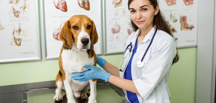 What Are Common Post-Surgery Complications in Pets?