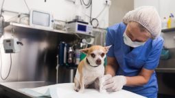 What Pre-surgery Tests Ensure Your Pet’s Safety?