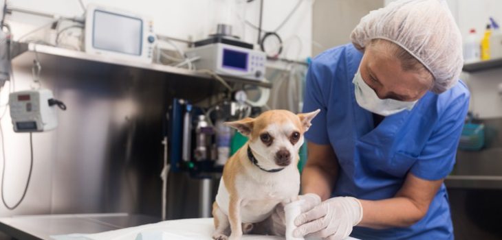 What Pre-surgery Tests Ensure Your Pet’s Safety?